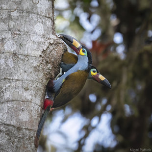 Plate-billed Mountain Toucan (Andigena laminirostris) - Tandayapa - Nigel Puttick