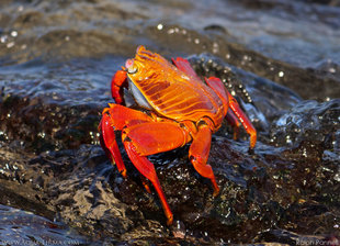 Sally Lightfoot Crab Bachas Beach Santa Cruz Iasland, Galapagos - Ralph Pannell Aqua-Firma