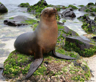 Sealion Sleeping 'standing up' - San Cristobal, Galapagos - Ralph Pannell Aqua-Firma