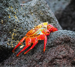 Sally Lightfoot Crab on Isabela Island, Galapagos - Ralph Pannell Aqua-Firma