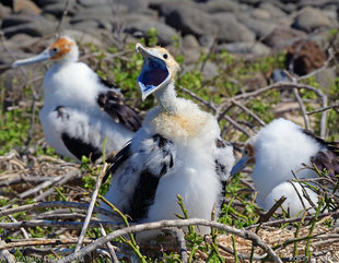 Fledgling Frigatebirds - North Seymour Island - Ralph Pannell Aqua-Firma