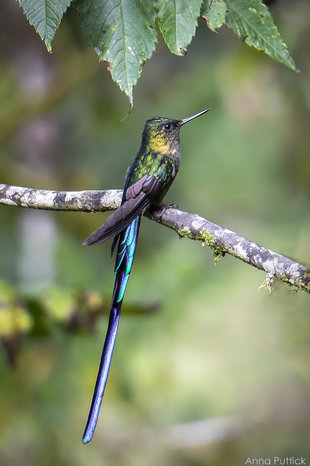 Long-tailed Sylph Hummingbird (Aglaiocercus kingii) Photograph by Anna Puttick
