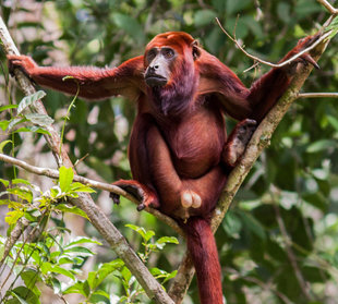 Red Howler Monkey in the Amazon on Ecuador - Yasuni National Park