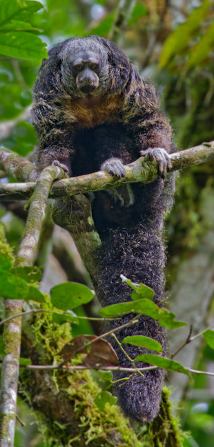 Saki- Monkey in the Yasuni National Park of Ecuador