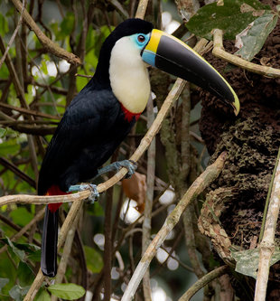 Red-billed Toucan (Ramphastos tucanus) - Yasuni National Park Rio Napo, Amazon, Ecuador