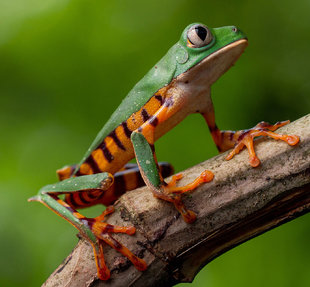 Amazon Frog in the Ecuadorian Amazon
