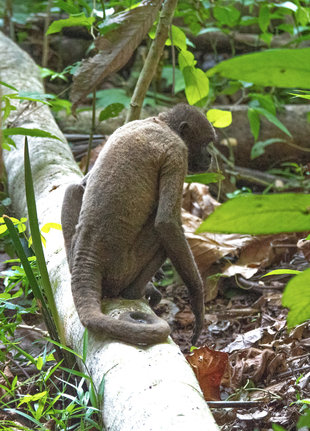 Woolly Monkey in Amazonian Ecuador