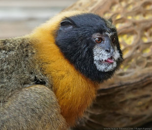 Golden Mantled Tamarin (Saguinus tripartitus) - Amazon, Ecuador - photography Ralph Pannell Aqua-Firma