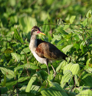 Wattled Jacana (Jacana jacana)