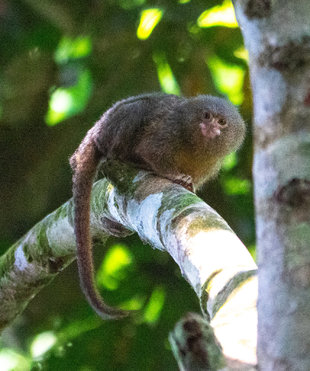 Pygmy Marmoset Ecuador Amazon Yasuni National Park