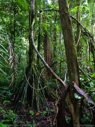 Tangled Vines & Walking Palm in the Ecuadorian Amazon