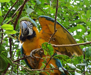 Blue and Yellow Macaw (Ara ararauna) - Amazon Ecuador - Photograph: Ralph Pannell (Aqua-Firma)