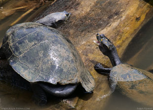 Turtles Fighting over a Log in the Ecuadorian Amazon