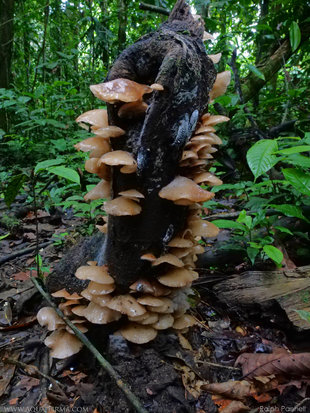 Tree Fungus - Ecuador