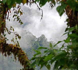 Cloud forest view Ecuador Andes - Ralph Pannell Aqua-Firma