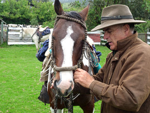 Preparing the Horses