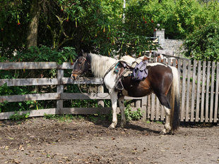 Saddling Up