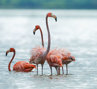 Flamingos at Rio Lagartas, Yucatan - photography by Susi Ma