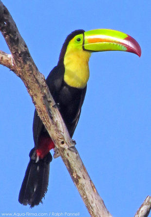 Keel-billed Toucan close to the Xian Ka'an Man & Biosphere Reserve - photo: Ralph Pannell Aqua-Firma