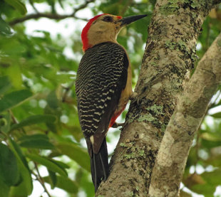 Golden-fronted Woodpecker, Mexico - photography by Ralph Pannell Aqua-Firma