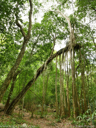 a Huge Strangler Fig inside the Mayan Jaguar Reserve