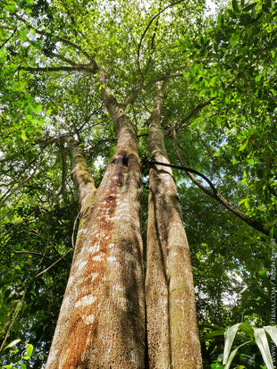 Forest Canopy in Mayan Jaguar Reserve