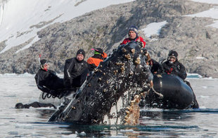 Snorkelling with Humpback Whales & Orca in Norway - S Boyd