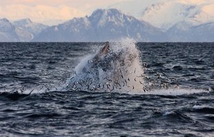 Humpback Whale lunge feeding in Norway