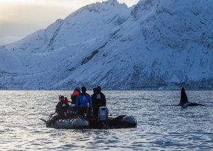 Norway Orca Whale Watching & Snorkelling Expedition Voyage