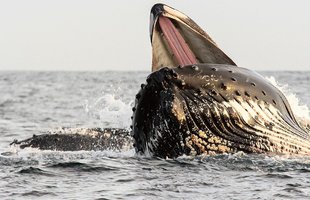 Humpback Whale lunge feeding in Norway - Kenneth Petterson