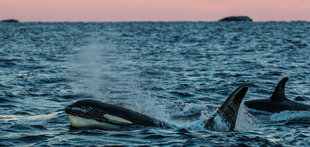 Norway Whale Watching & Snorkelling Expedition - Henrik Egede Lassen