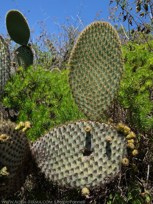 Opuntia Cactus Leaf - Sierra Negra Volcano on Isabela Island in the Galapagos - photo: Ralph Pannell Aqua-Firma