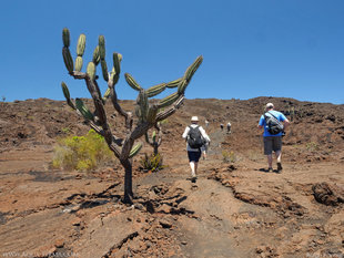 Trekking at Cerro Chico Parasitic Cone on Volcan Sierra Negra - Isabela Island - Galapagos - photo by Ralph Pannell Aqua-Firma
