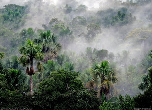 Mist Rising through the Ecuadorian Amazon