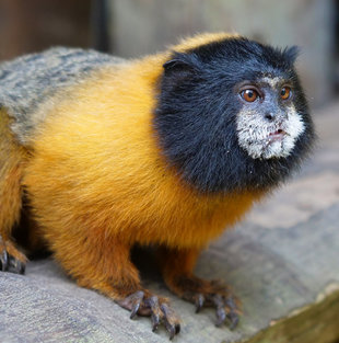 Golden Mantled Tamarin