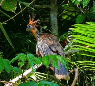 Hoatzins are most commonly seen at the edges of oxbow lakes