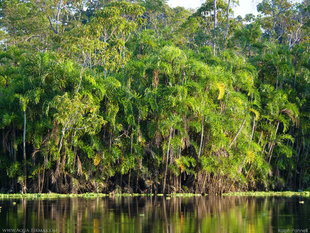 Palm Fringed Oxbow Lake in Ecuador's Amazon