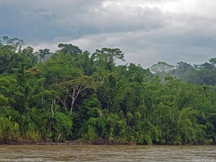 Rio-Napo-Yasuni-National-Park-Ecuador-Amazon-morning-mist-landscape-photography-Ralph-Pannell-Aqua-Firma-2.jpg