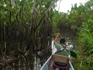 paddling-the-amazon-ecuador-rainforest-aqua-firma-wildlife-guide-swamp-forest-ralph-pannell.jpg