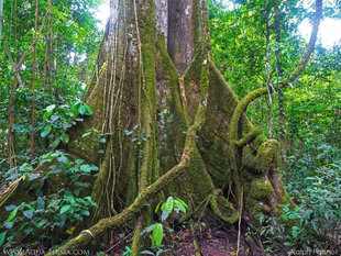 Buttress-Root-Amazon-tree-Ecuador-rainforest-lianas-Rio-Napo-Ralph-Pannell-Aqua-Firma.jpg