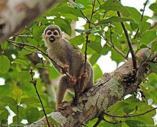 squirrel-monkey-feeding-ecuador-amazon-wildlife-photography-travel-ralph-pannell-aqua-firma-2200.jpg