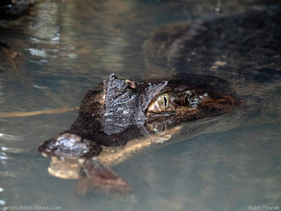 sepctacled-caiman-amazon-wildlife-ecuador-photography-rio-napo-sani-la-selva-ralph-pannell-aqua-firma-2000.jpg