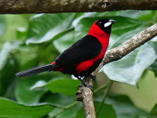 Masked-crimson-Tanager-Ramphocelus-nigrogularis-Amazon-Ecuador-rainforest-Ralph-Pannell-Aqua-Firma.jpg