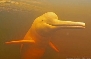 Amazon Pink River Dolphin in Ecuador - underwater photography: Ralph Pannell Aqua-Firma