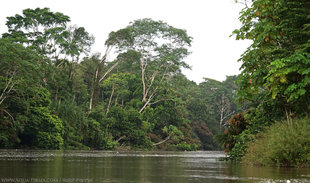 Amazon Rainforest along the Rio Napo in Ecuador
