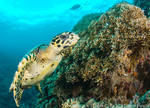 Hawksbill-Turtle-Mafia-Island-Coral-Reefs-Tanzania-Dr-Simon-Pierce-MMF-Aqua-Firma.jpg
