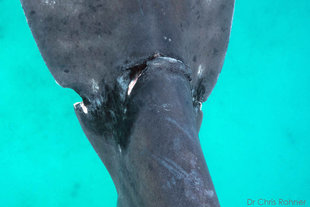 Scarring on Whale Shark TZ-101 on Mafia Island, Tanzania