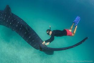 Dr Chris Rohner cutting a rope free of Whale Shark at Mafia Island, Tanzania