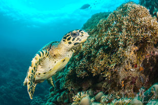 Hawksbill Turtle over Coral Reefs at Mafia Island, Tanzania