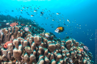 Healthy Coral Reefs free of Coral Bleaching, Mafia Island, Tanzania